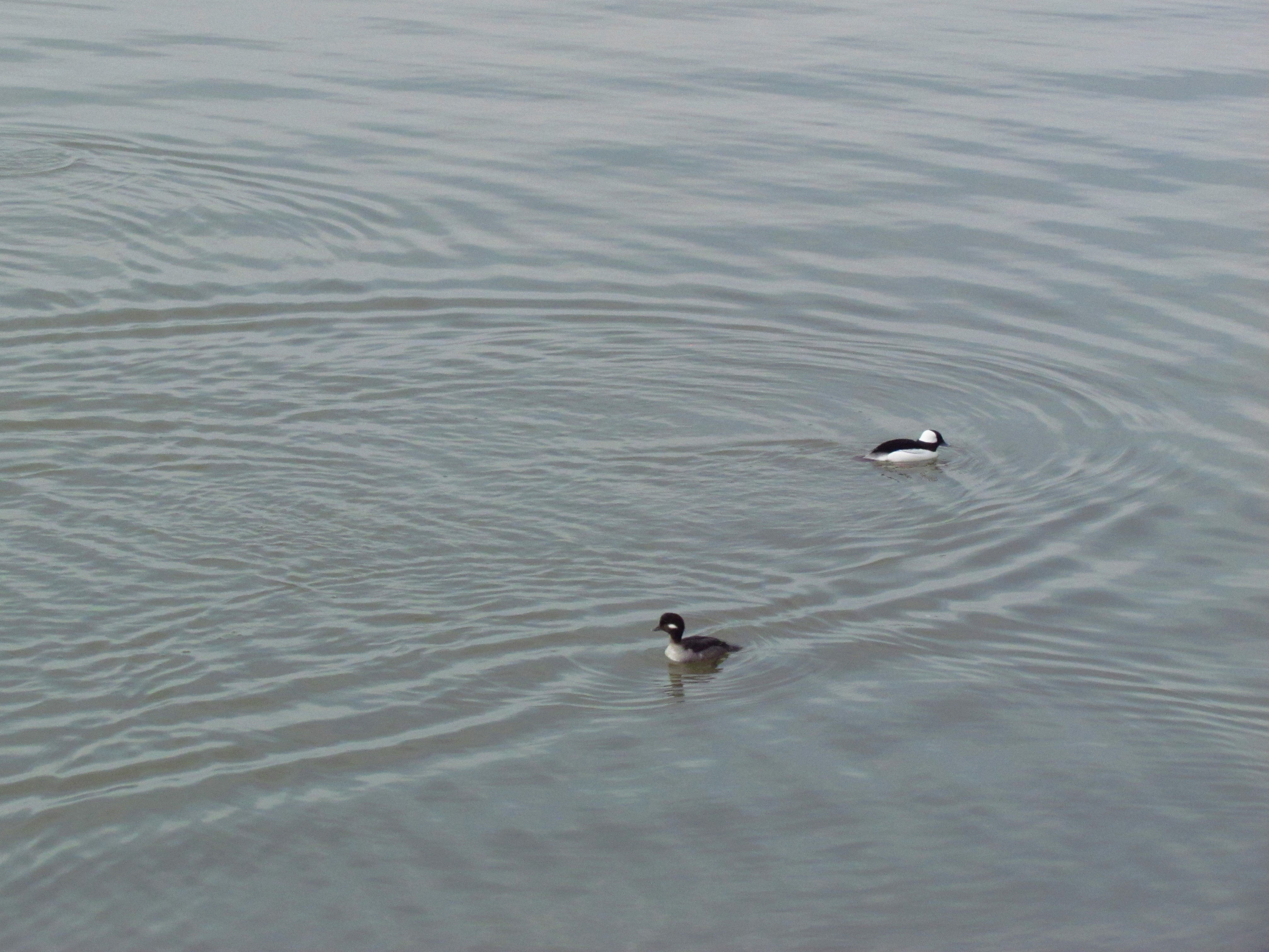 A male and a female bufflehead sitting on the calm waters of Lake Dardanelle.